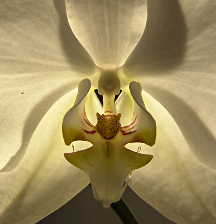 IM HERZEN DER ORCHIDEE