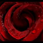 Im Herzen der Rose
