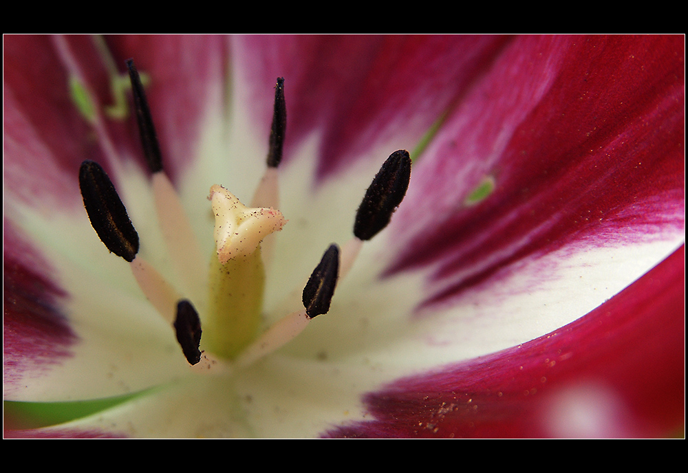 Im Herzen der Tulpe