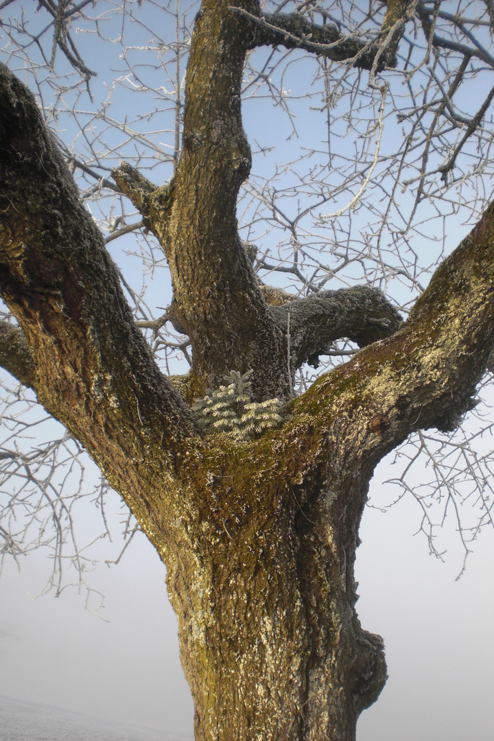 Im Herzen des Kirschbaums