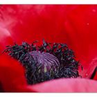 Im Herzen des Mohn