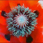 Im Herzen des Mohn