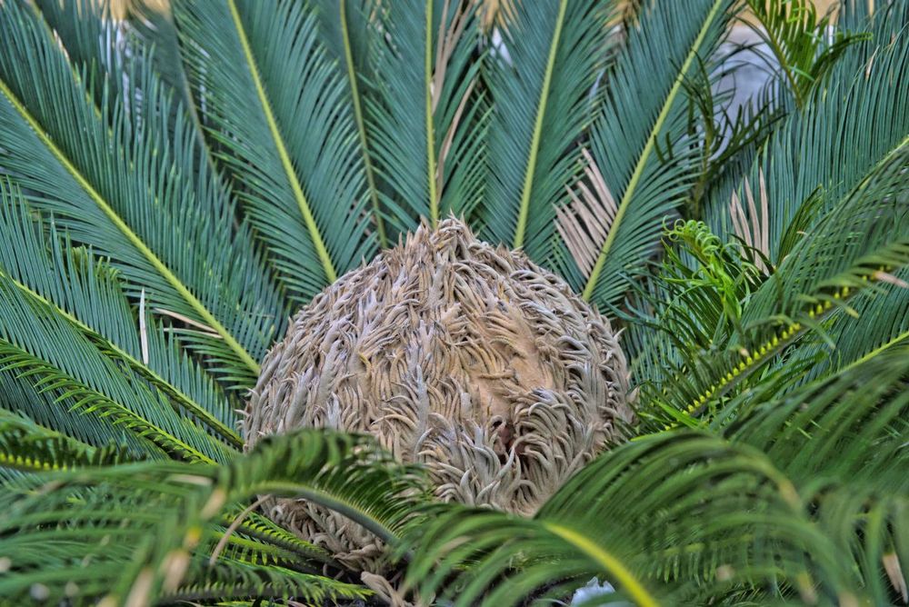 im Herzen des Palmfarnes