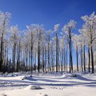 im Herzen Deutschlands - im Thüringer Wald