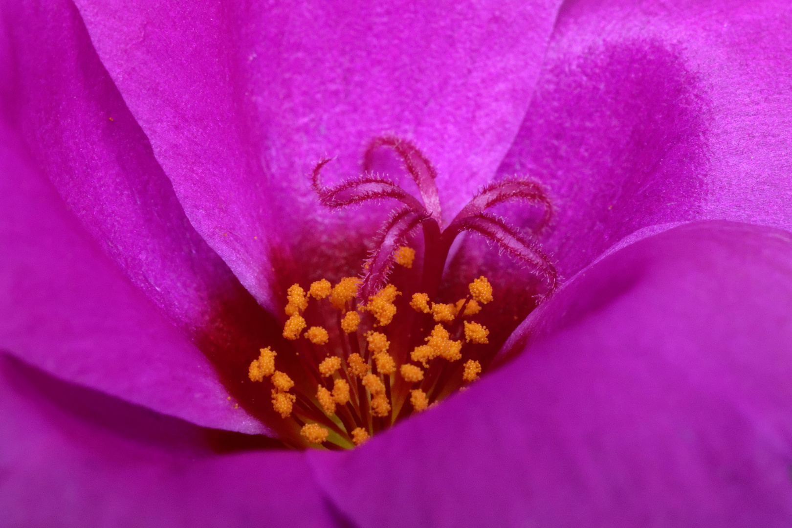 Im Herzen einer Blüte