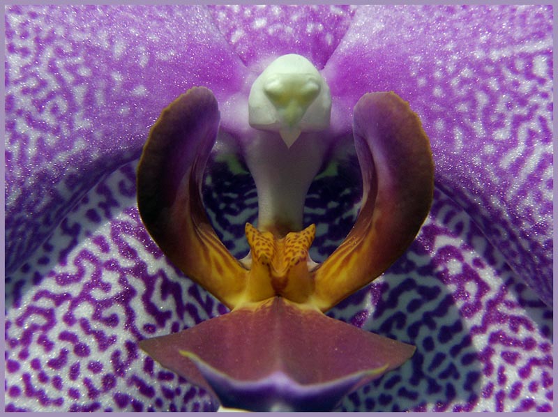 Im Herzen einer Orchidee.