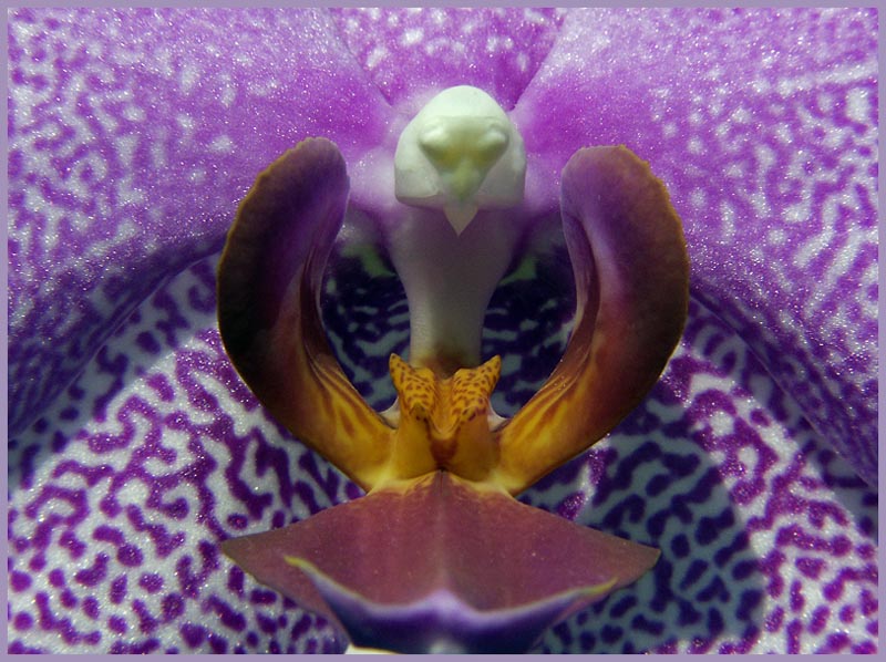 Im Herzen einer Orchidee. by Paul Gardhoff