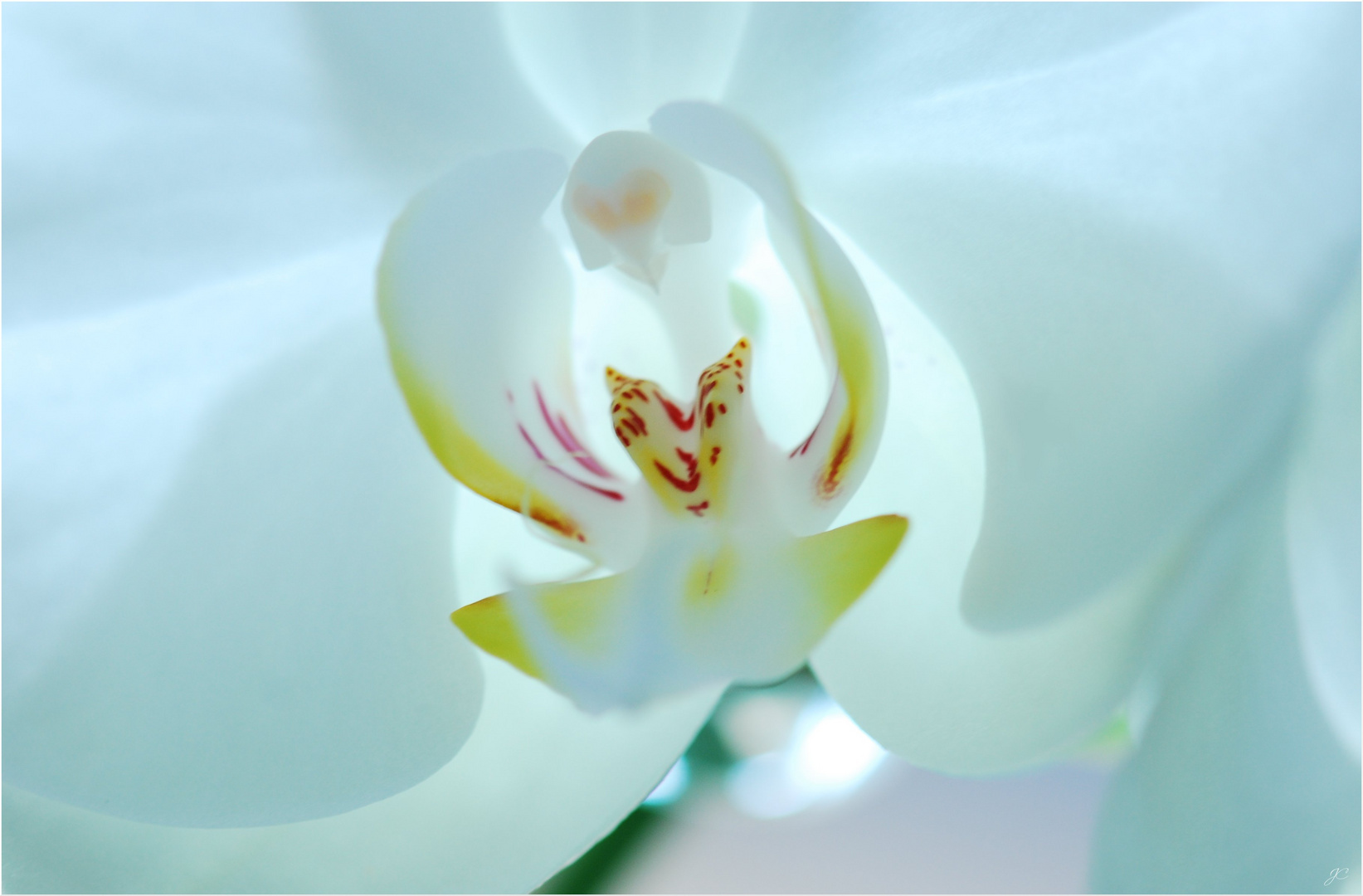 im Herzen einer weißen Orchidee