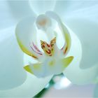 im Herzen einer weißen Orchidee