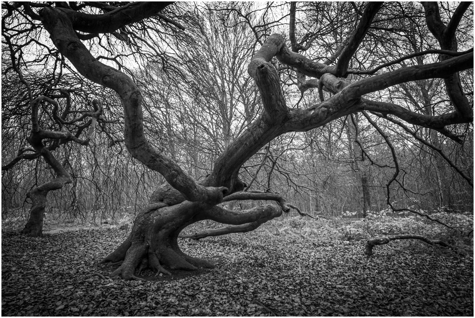 Im Hexenwald auf Rügen