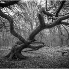 Im Hexenwald auf Rügen