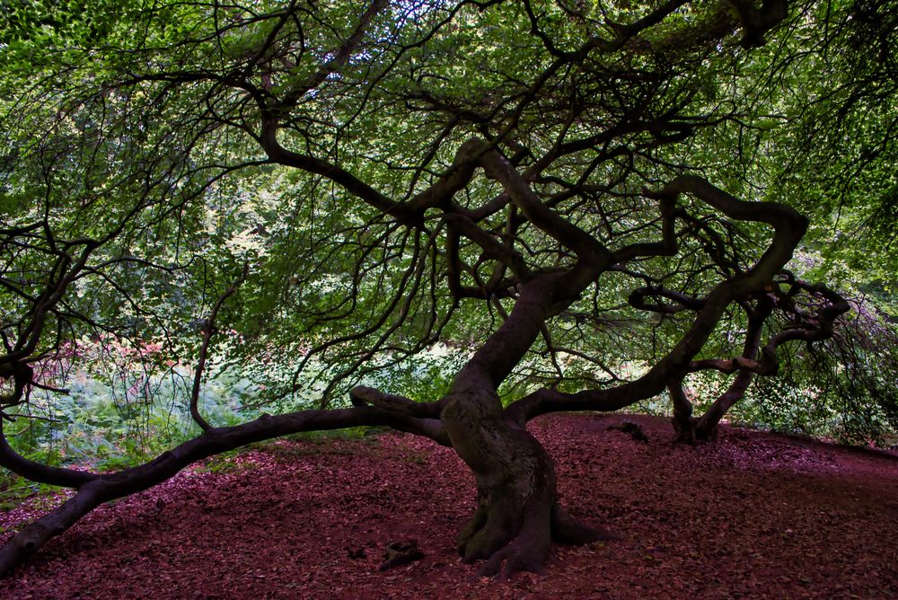 im Hexenwald auf Rügen (Semper)