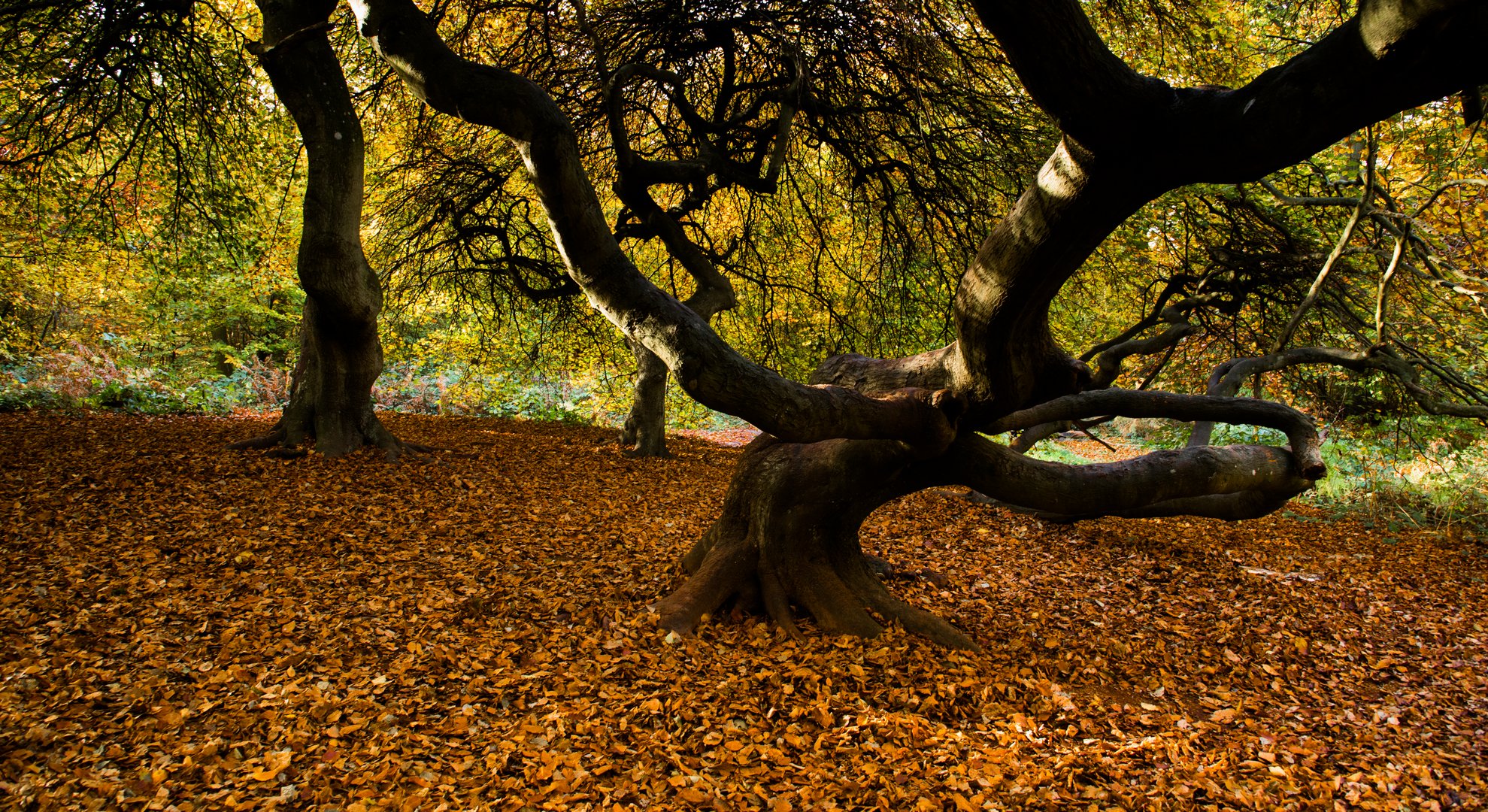 im Hexenwald bei Lietzow