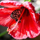 Im Hibiskus   DSC_5453-2