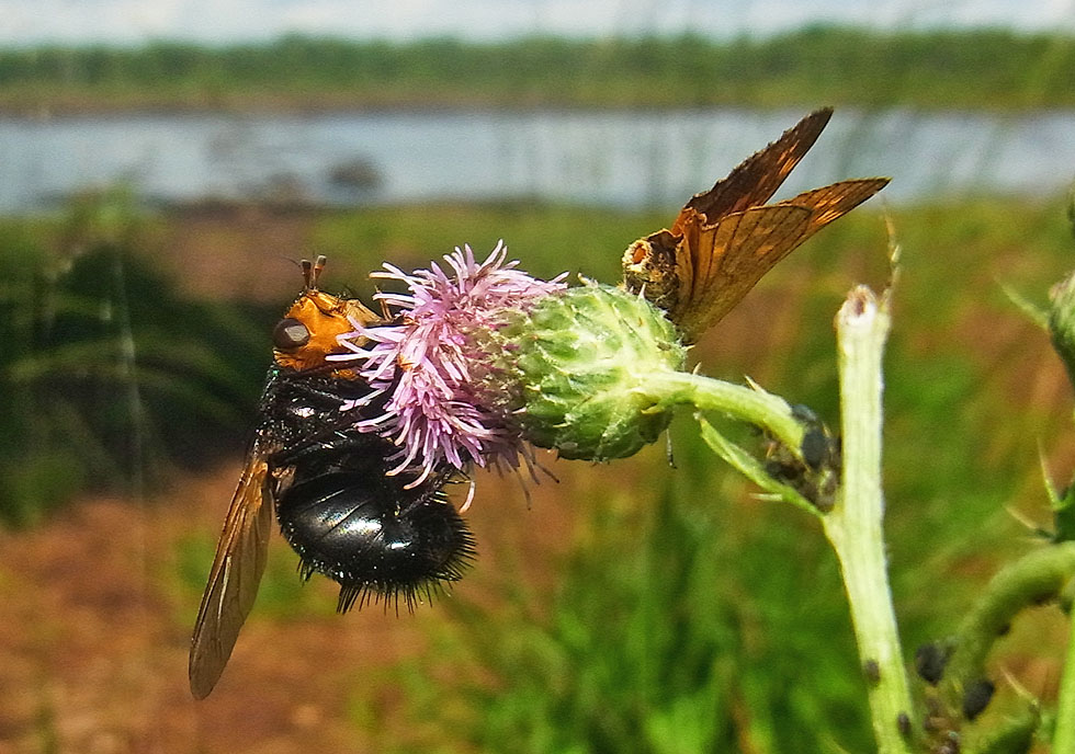 im Hintergrund das Moor