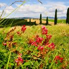 Im Hintergrund - Die kleine Kapelle Vitaleta bei Pienza