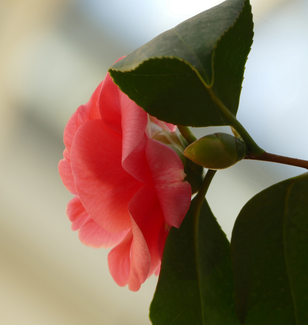 im Hintergrund: Kamelie (Camellia Japonica)