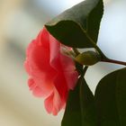 im Hintergrund: Kamelie (Camellia Japonica)