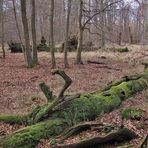 Im Hintergrund (oben rechts) sind die 2 Bäume zu erkennen