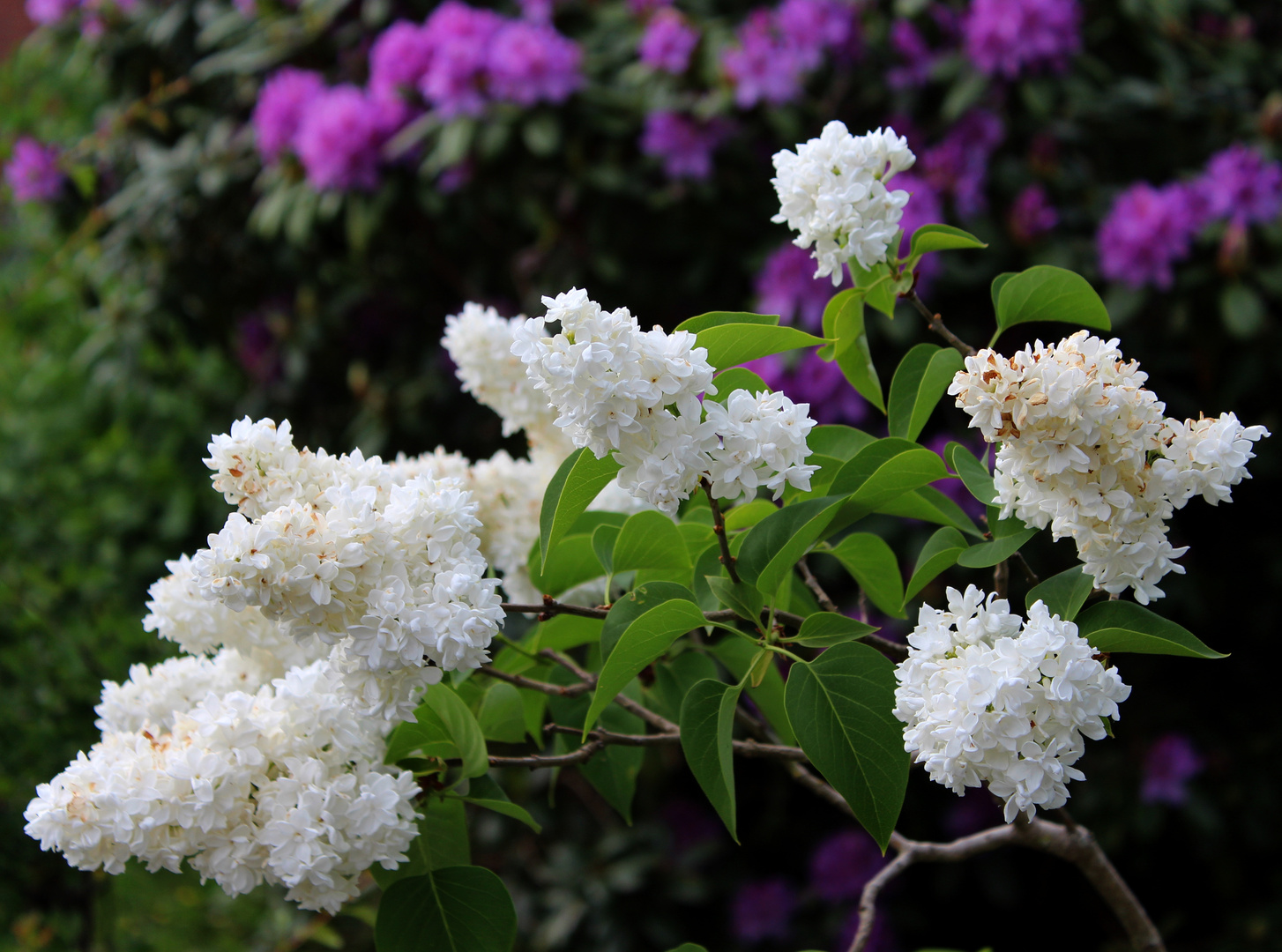 im Hintergrund unser Rhododendron ... 