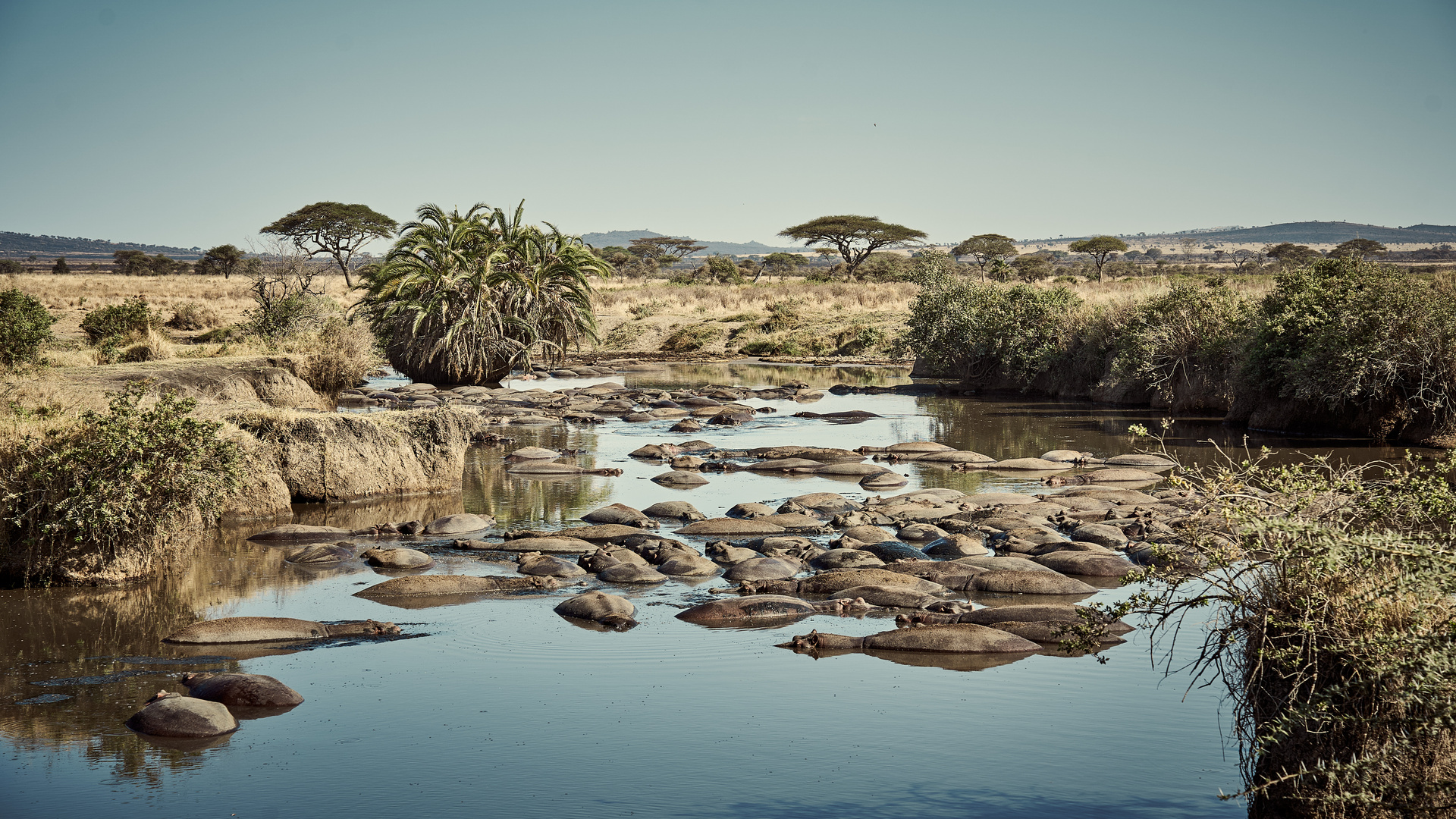 Im Hippo Pool