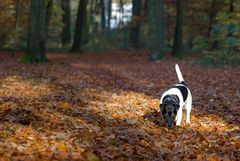 im Hirschpark