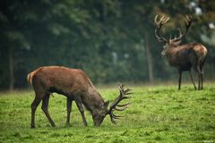 Im Hirschpark