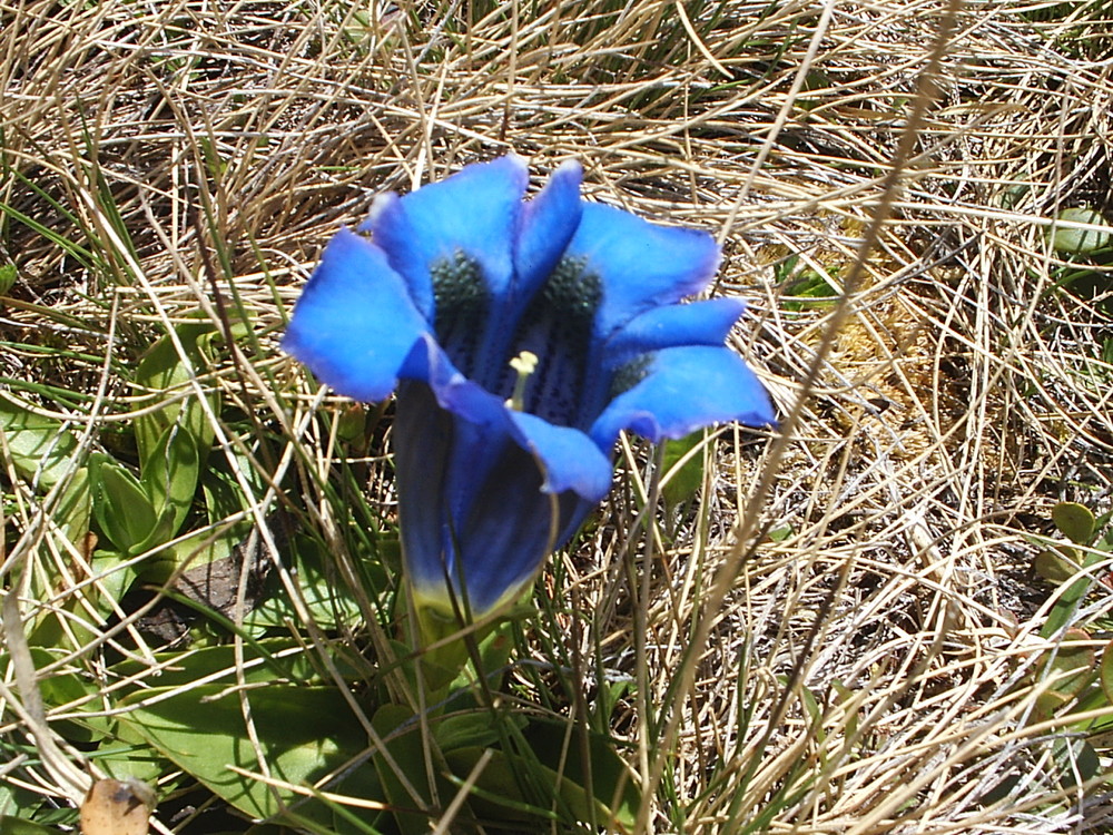 Im Hochgebirge