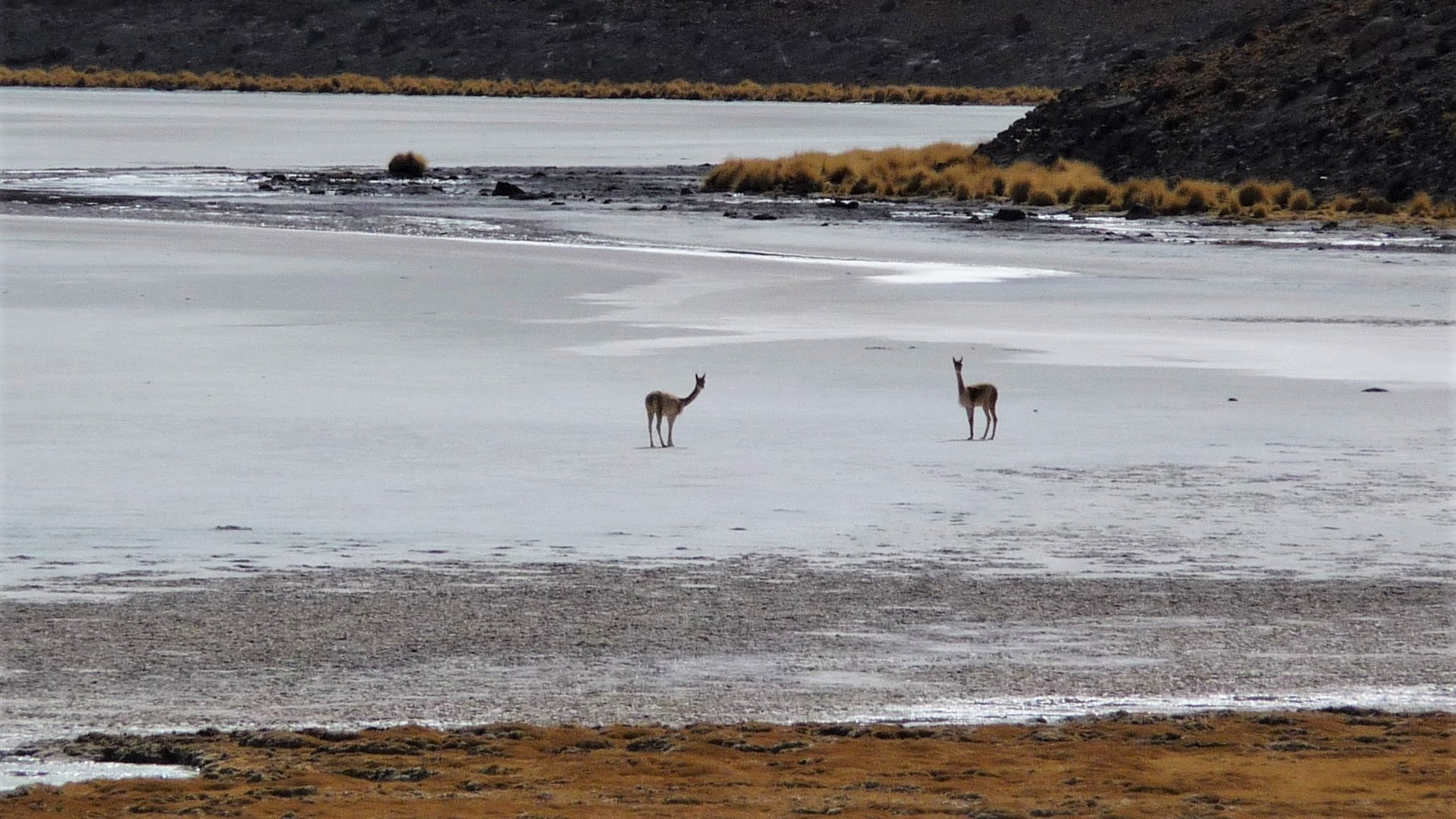 Im Hochland Boliviens