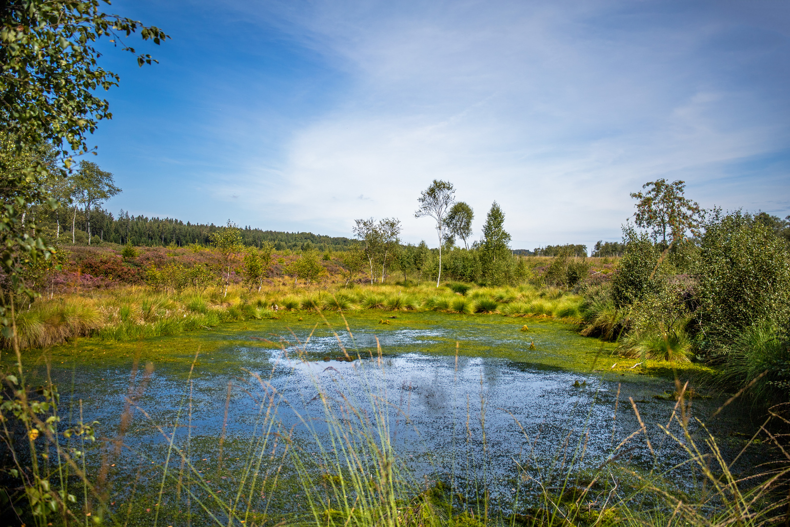 Im Hochmoor