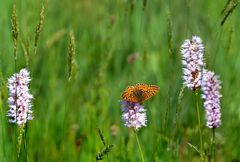 Im Hochmoor