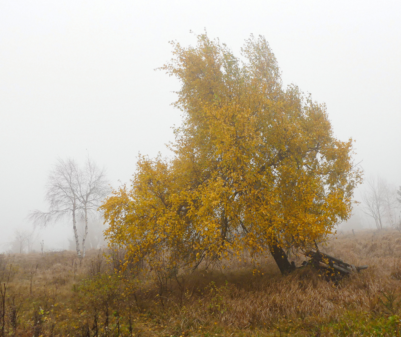 Im Hochmoor