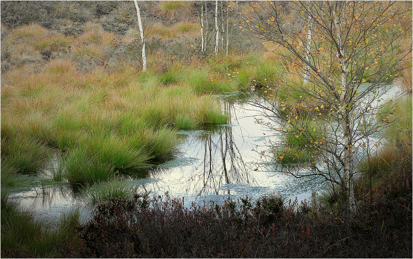 Im Hochmoor