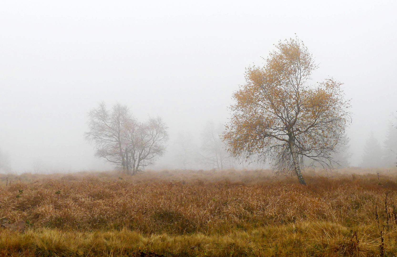 .Im Hochmoor.