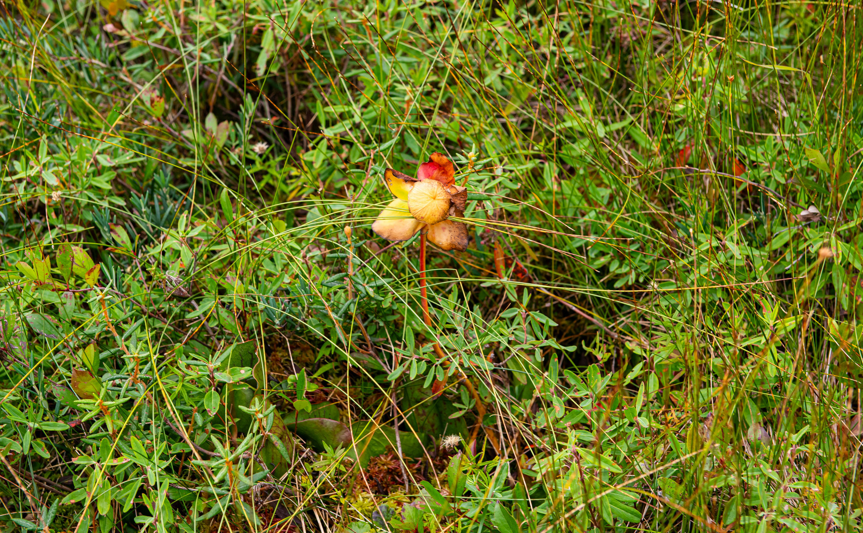 Im Hochmoor.  Am Cape Breton.              DSC_6732-2