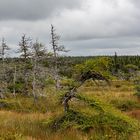 Im Hochmoor.  Am Cape Breton.DSC_6733-2