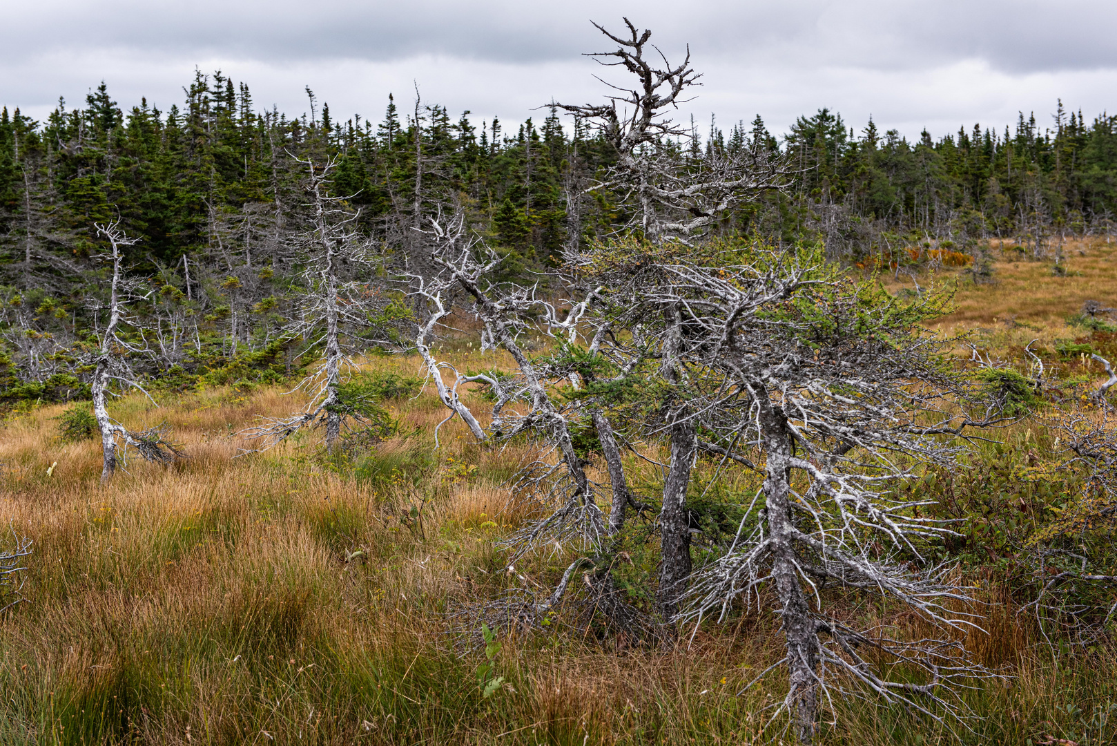 Im Hochmoor.  Am Cape Breton.DSC_6745-2