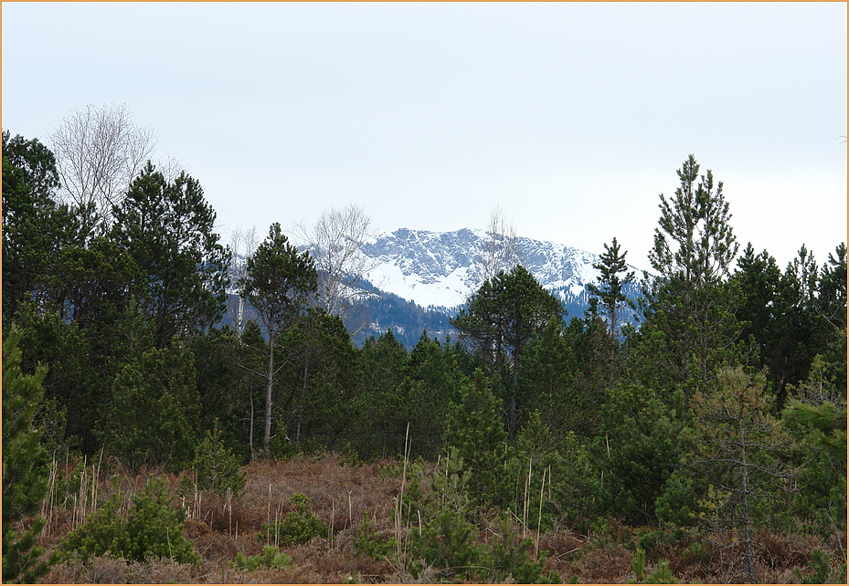 im Hochmoor an der Loisach