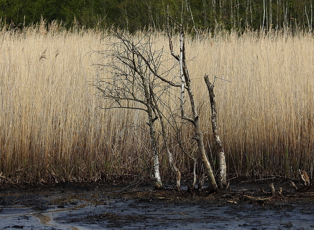 Im Hochmoor bei Soos