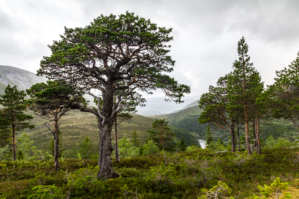 Im Hochmoor beiTerrak