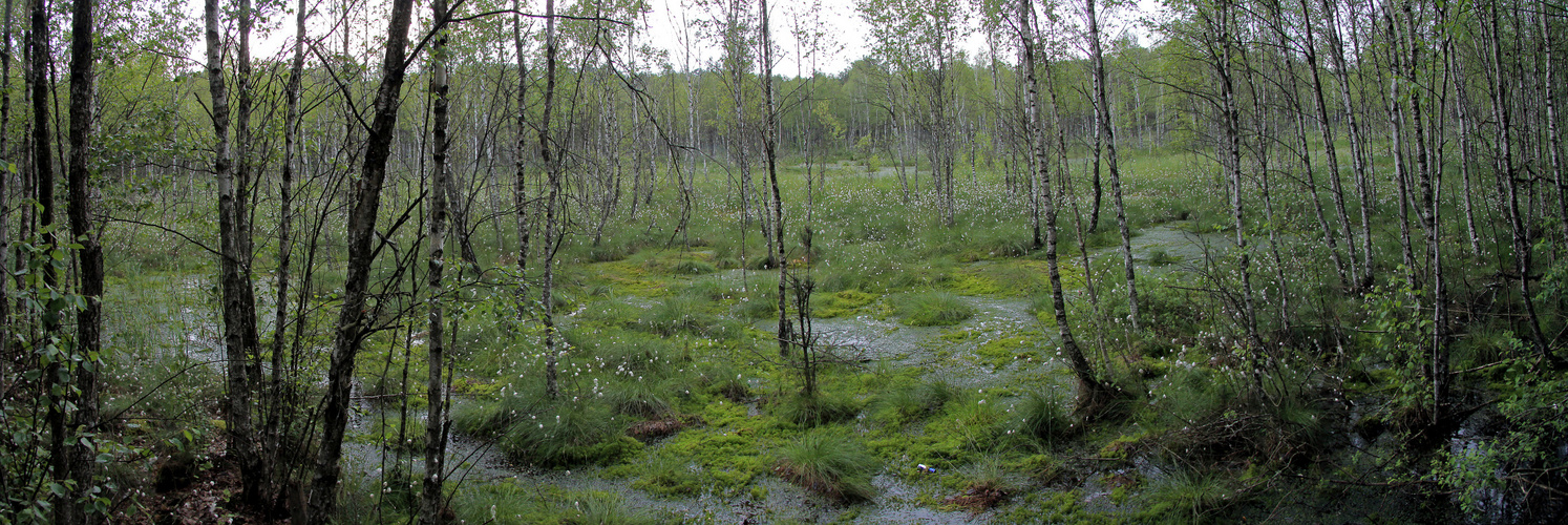 Im Hochmoor