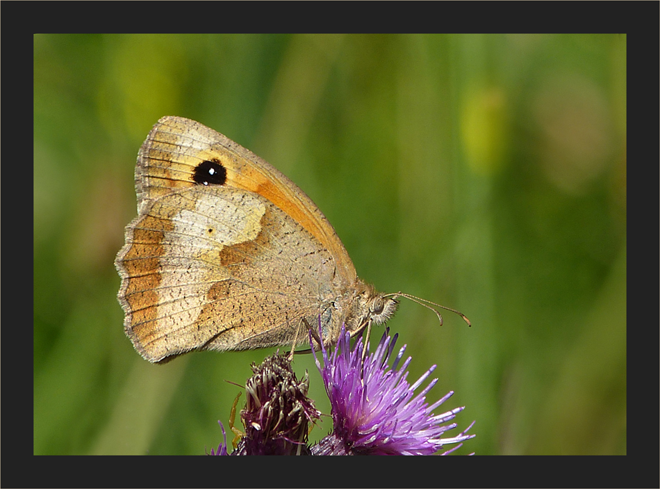 Im Hochmoor