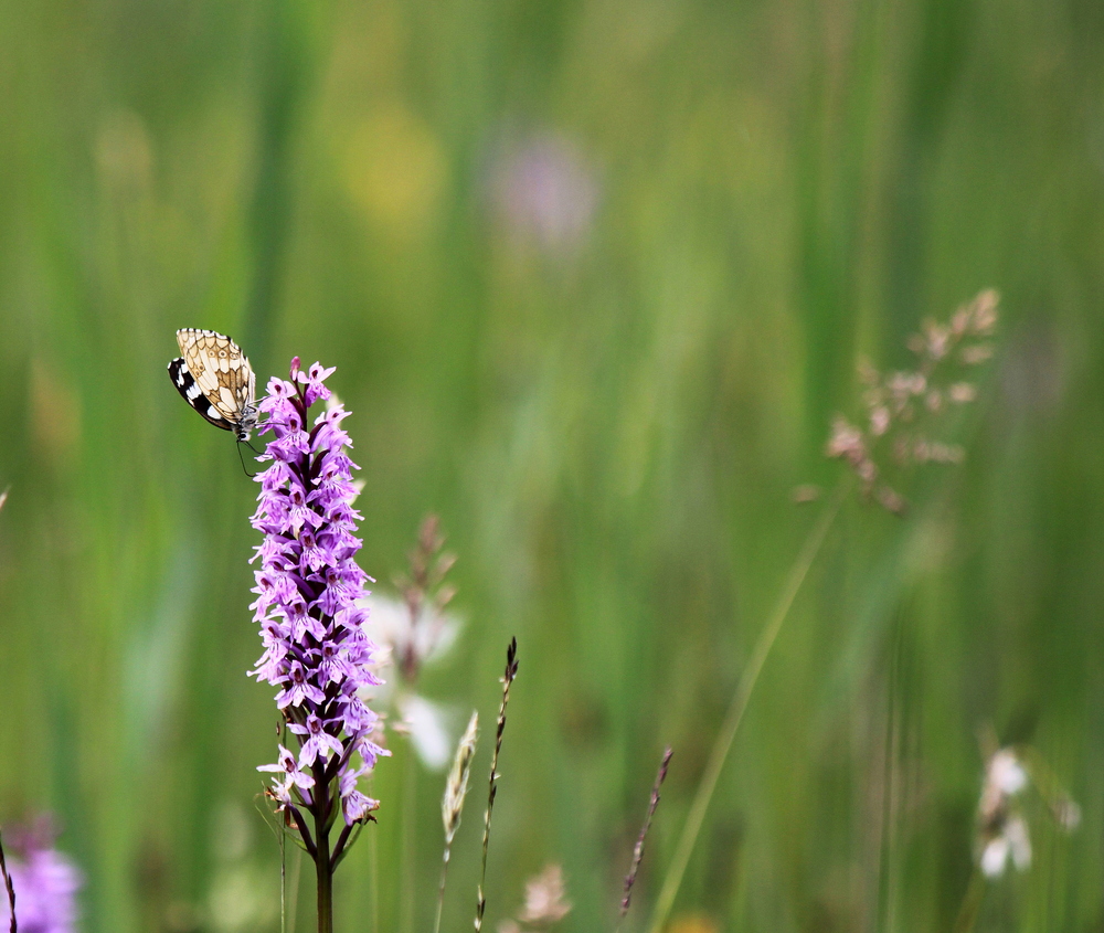 Im Hochmoor