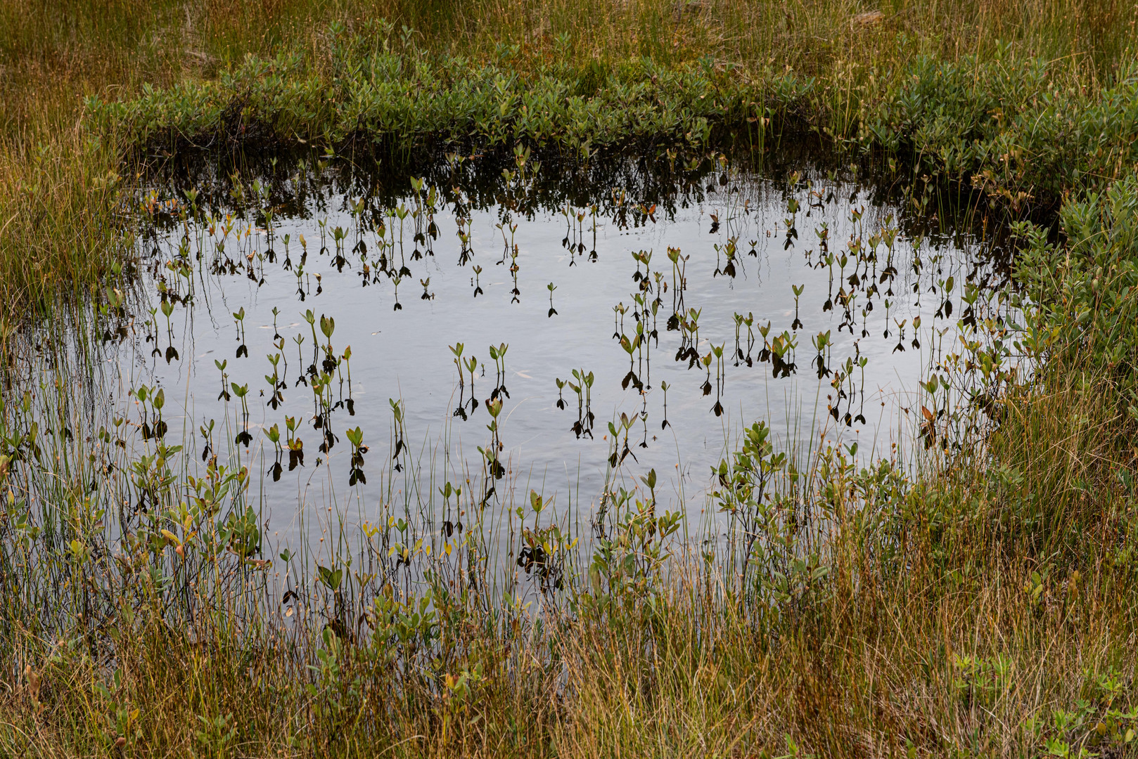 Im Hochmoor.                               DSC_6728