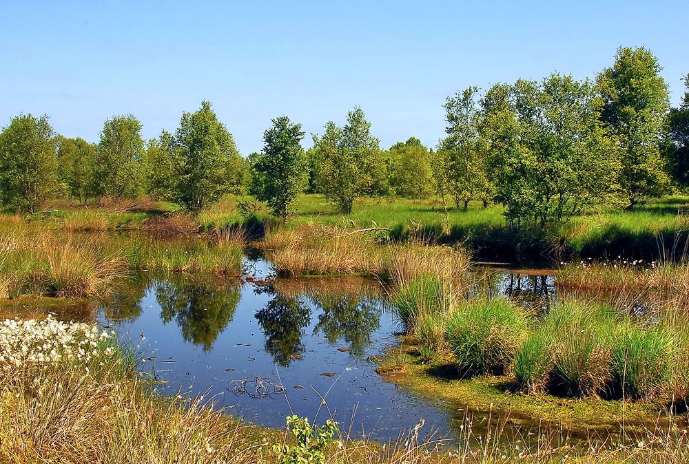 Im Hochmoor von SonjaH 