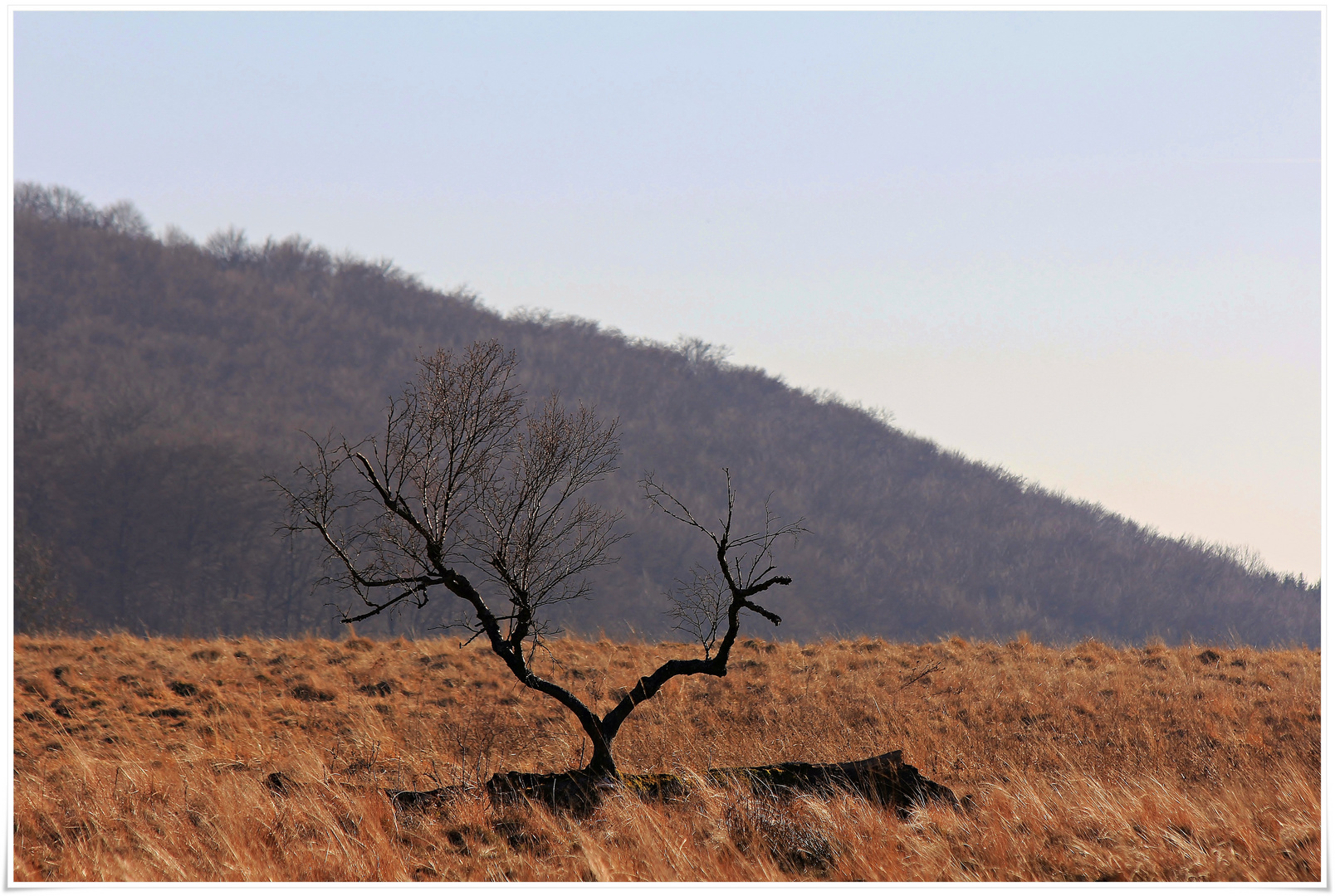 im Hochmoor