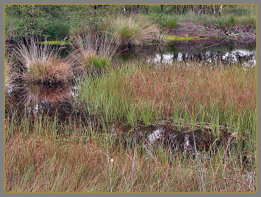 im Hochmoor