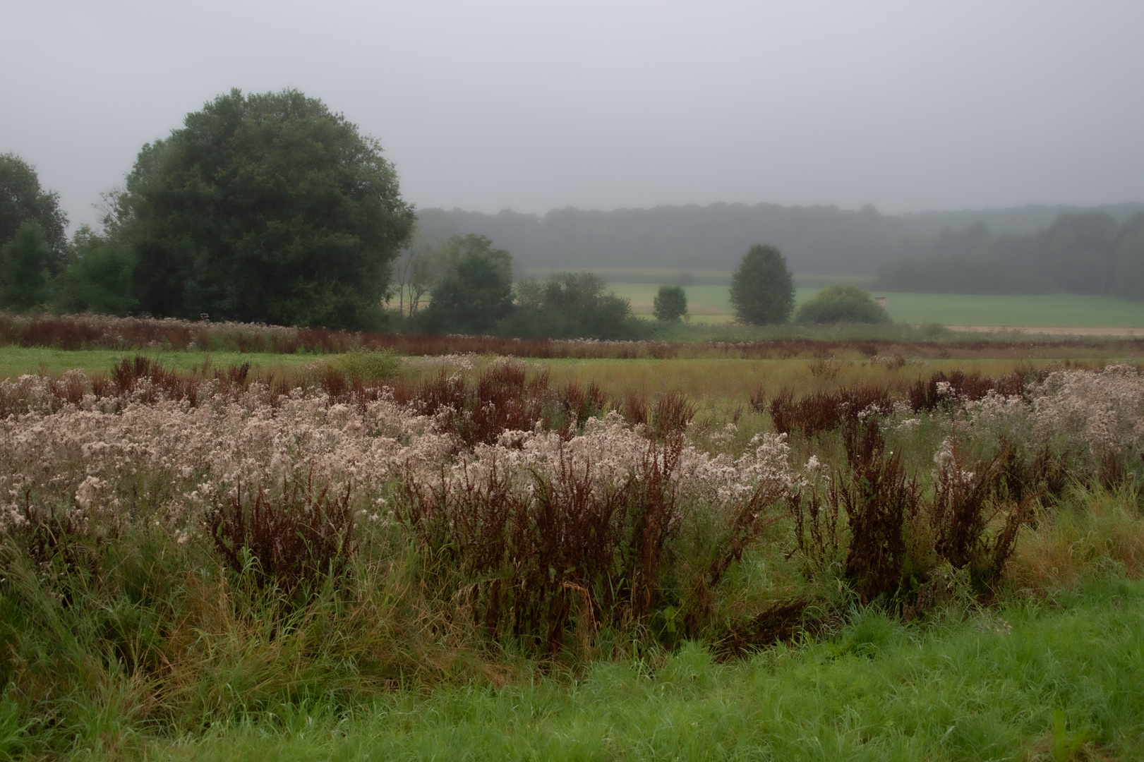 im Hochmoor Gelände