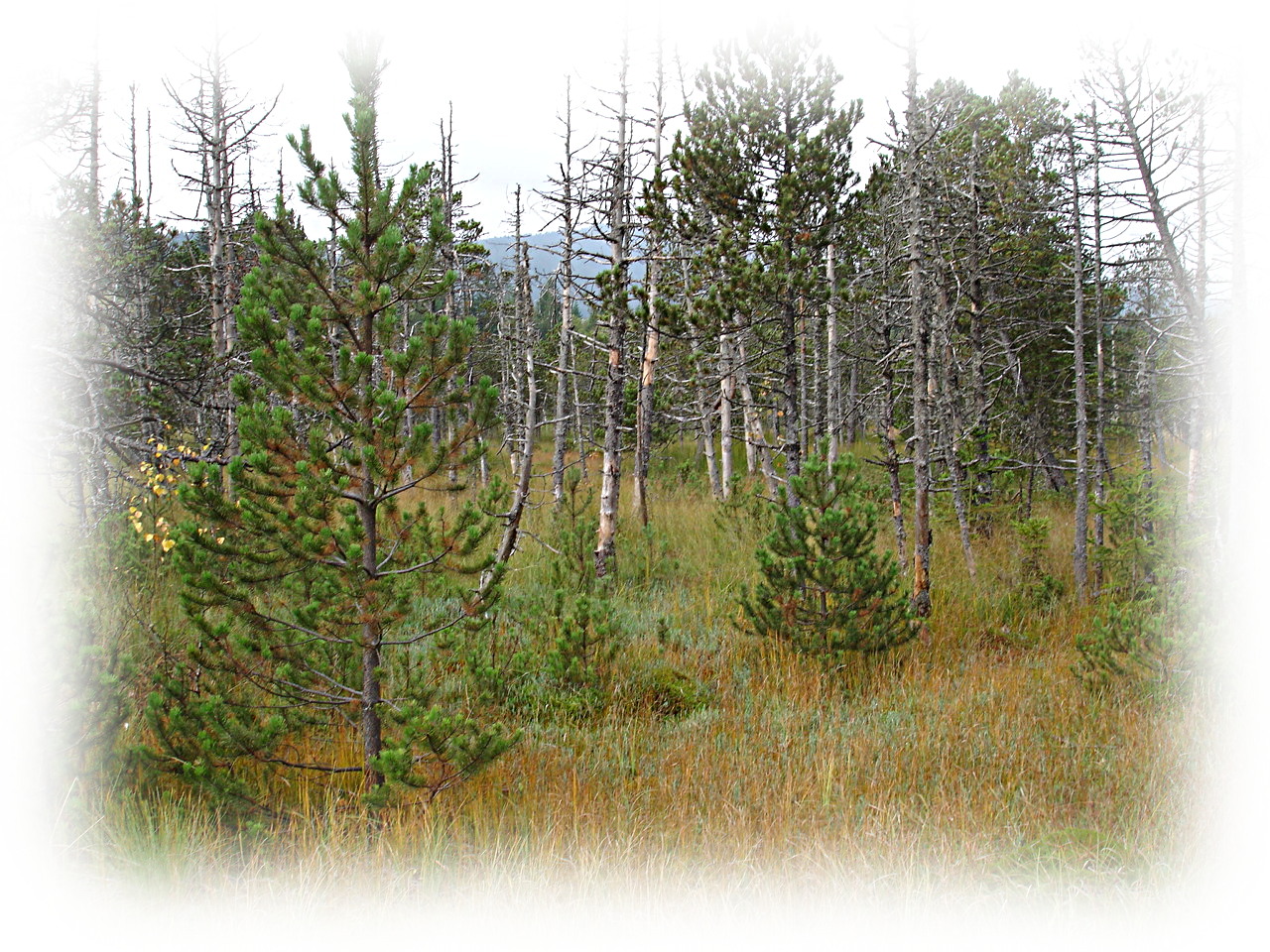 Im Hochmoor von Hinterzarten