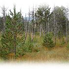 Im Hochmoor von Hinterzarten